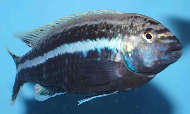 freshwater fish - melanochromis auratus - auratus cichlid stocking in 22 gallons tank - Melanochromis Auratus (Male)