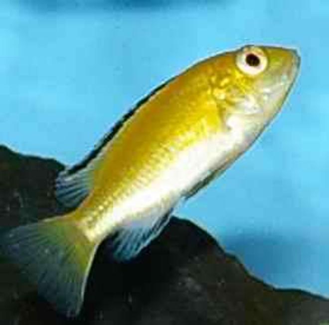 freshwater fish - labidochromis caeruleus - electric yellow cichlid stocking in 22 gallons tank - Labidochromis Caeruleus