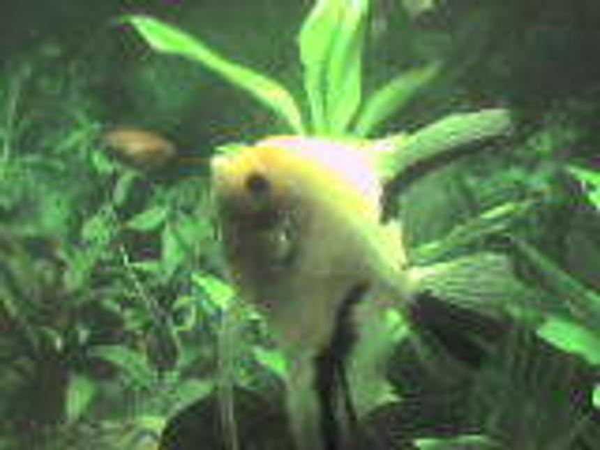 Rated #2243: Freshwater Fish - Pterophyllum Scalare - Assorted Veil Angel Stocking In 26 Gallons Tank - my angelfish and unknown gournami fighting.an the gournami is pushing the angel bk