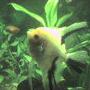 freshwater fish - pterophyllum scalare - assorted veil angel stocking in 26 gallons tank - my angelfish and unknown gournami fighting.an the gournami is pushing the angel bk