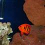 saltwater fish - centropyge loriculus - flame angelfish stocking in 55 gallons tank - big pimpin flame angel