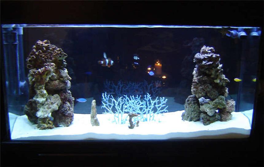 Rated #34: 75 Gallons Saltwater Fish Tank - 75 Gallon - 2 weeks