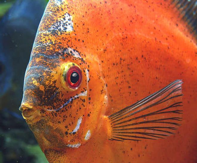 freshwater fish - symphysodon sp. - red marlboro discus stocking in 180 gallons tank - My Big Old Marlboro like to sit for pictures