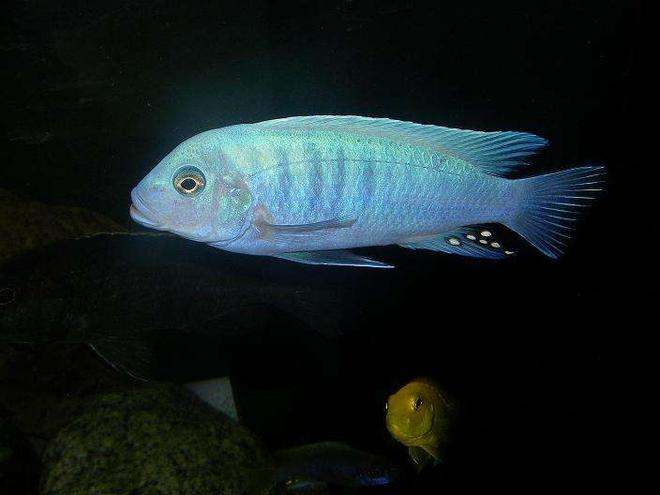 freshwater fish - metriaclima callainos - cobalt blue zebra cichlid stocking in 100 gallons tank - Metriaclima Callainos