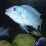freshwater fish - metriaclima callainos - cobalt blue zebra cichlid stocking in 100 gallons tank - Metriaclima Callainos
