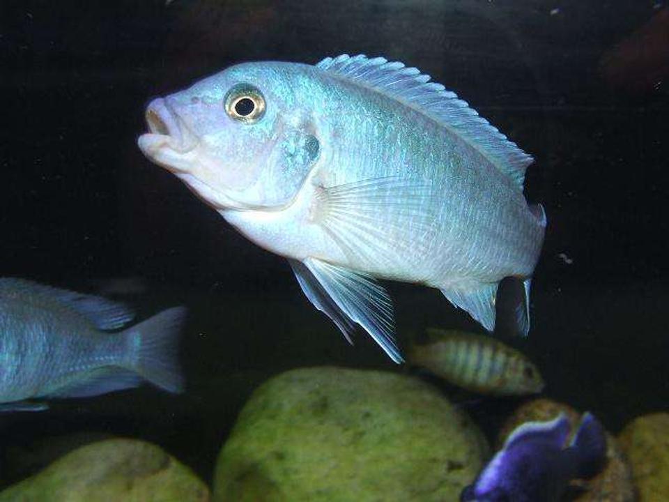 freshwater fish - metriaclima callainos - cobalt blue zebra cichlid stocking in 100 gallons tank - Metriaclima Callainos
