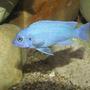 freshwater fish - maylandia callainos - blue cobalt cichlid stocking in 100 gallons tank - M.Callainos