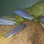 freshwater fish - pseudotropheus acei - acei cichlid stocking in 100 gallons tank - Group of Juvenile P.Acei