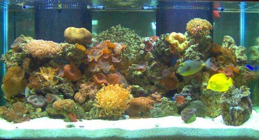 Rated #64: 120 Gallons Reef Tank - 120 gal full reef saltwater tank. 150 lbs of live fiji rock. Tons of live coral.Huge clam! 2x 175 watt 10,000k meta halides. 2x 96 watt 10,000k compact flourescents, protien skimmer, Ultraviolet starlizer.