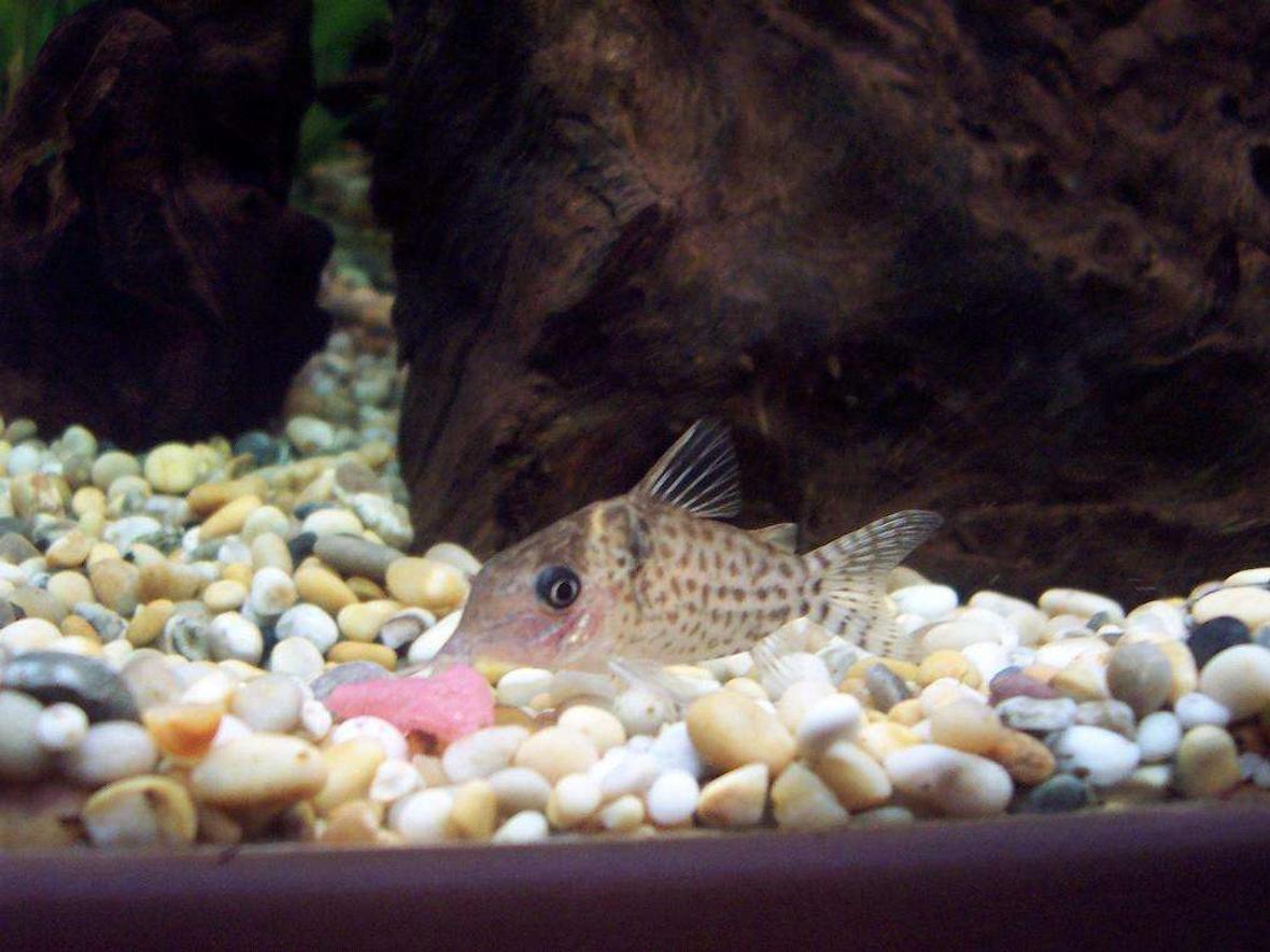 freshwater fish - corydoras ornatus - ornate cory cat stocking in 40 gallons tank - My Cory Catfish enjoying a meal!