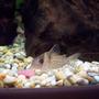freshwater fish - corydoras ornatus - ornate cory cat stocking in 40 gallons tank - My Cory Catfish enjoying a meal!