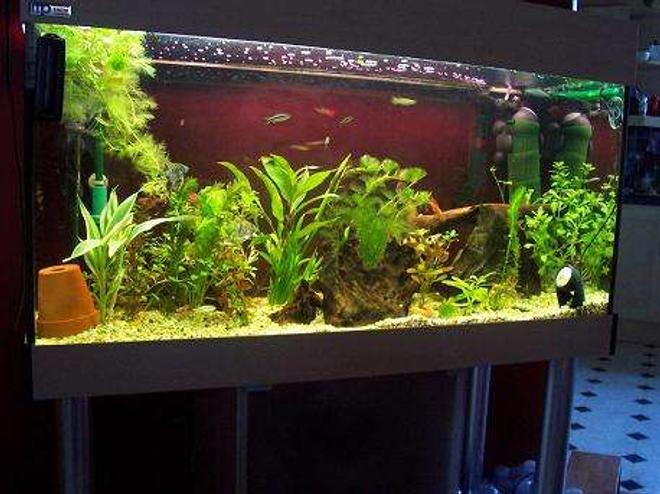 40 gallons freshwater fish tank (mostly fish and non-living decorations) - My planted community tank.