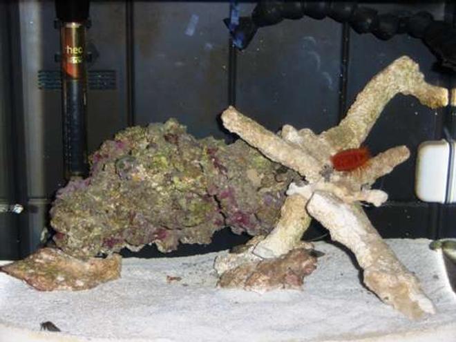 12 gallons saltwater fish tank (mostly fish, little/no live coral) - This is the tank that i got for my birthday, and i absolutely love it..