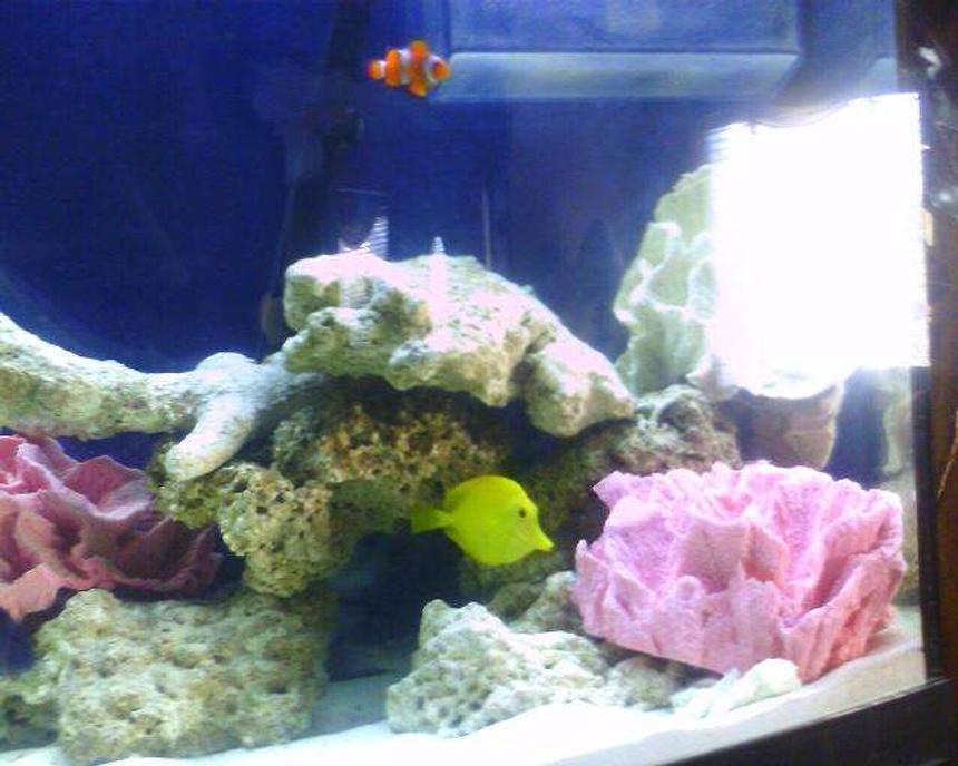 Rated #86: Saltwater Fish - Zebrasoma Flavescens - Yellow Tang - Hawaii Stocking In 75 Gallons Tank - nice picture of yellow tang, and clown fish. i rearranged the tank as you can see.

 my niger trigger has been acting up bullying the tangs around so i decided  to relocate his rock to the left side.