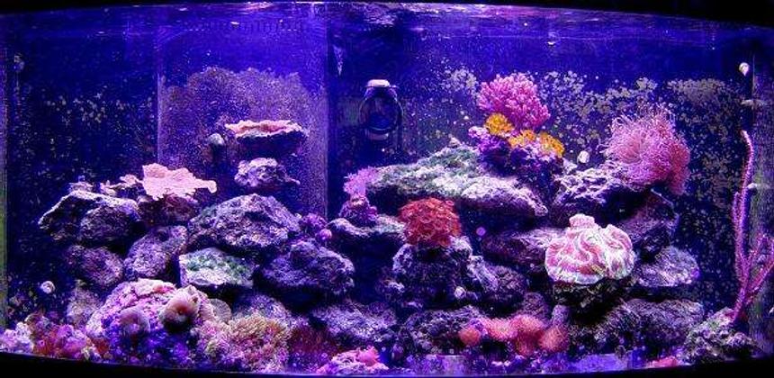 Rated #88: 72 Gallons Reef Tank - 72 gallon moxed reef