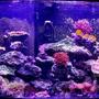 72 gallons reef tank (mostly live coral and fish) - 72 gallon moxed reef