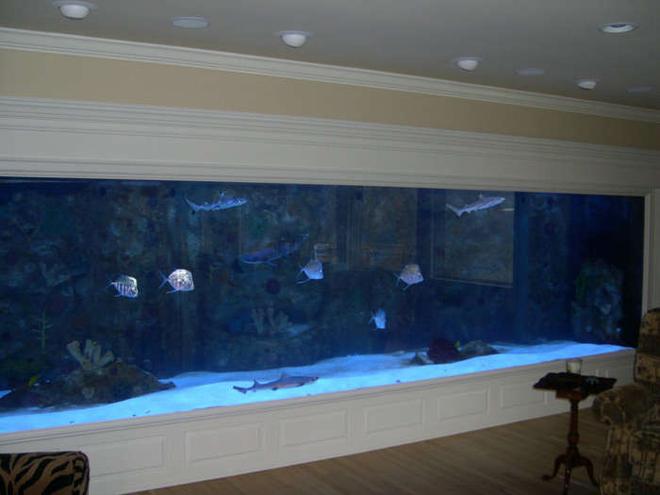 4000 gallons saltwater fish tank (mostly fish, little/no live coral) - my 4000 gallon tank