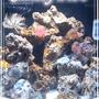 12 gallons reef tank (mostly live coral and fish) - jbj