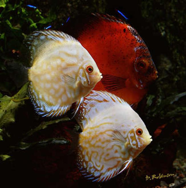 freshwater fish - symphysodon sp. - snakeskin discus stocking in 180 gallons tank - A new pair of white butterfly discus, I picked them up from Great Lakes Discus last week and they have settled right in with all of their tank mates and eating like little pigs.