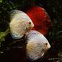 freshwater fish - symphysodon sp. - snakeskin discus stocking in 180 gallons tank - A new pair of white butterfly discus, I picked them up from Great Lakes Discus last week and they have settled right in with all of their tank mates and eating like little pigs.