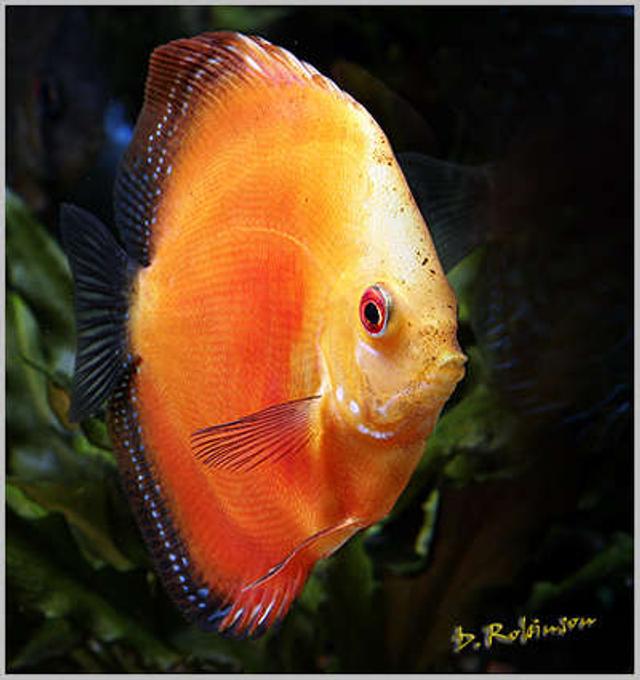freshwater fish - symphysodon sp. - red marlboro discus stocking in 180 gallons tank - Juvenile Tangerine Dream Discus