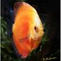 freshwater fish - symphysodon sp. - red marlboro discus stocking in 180 gallons tank - Juvenile Tangerine Dream Discus