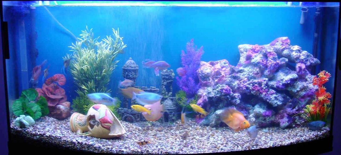 70 gallons freshwater fish tank (mostly fish and non-living decorations) - 260litre curved front Freshwater Fun tank!