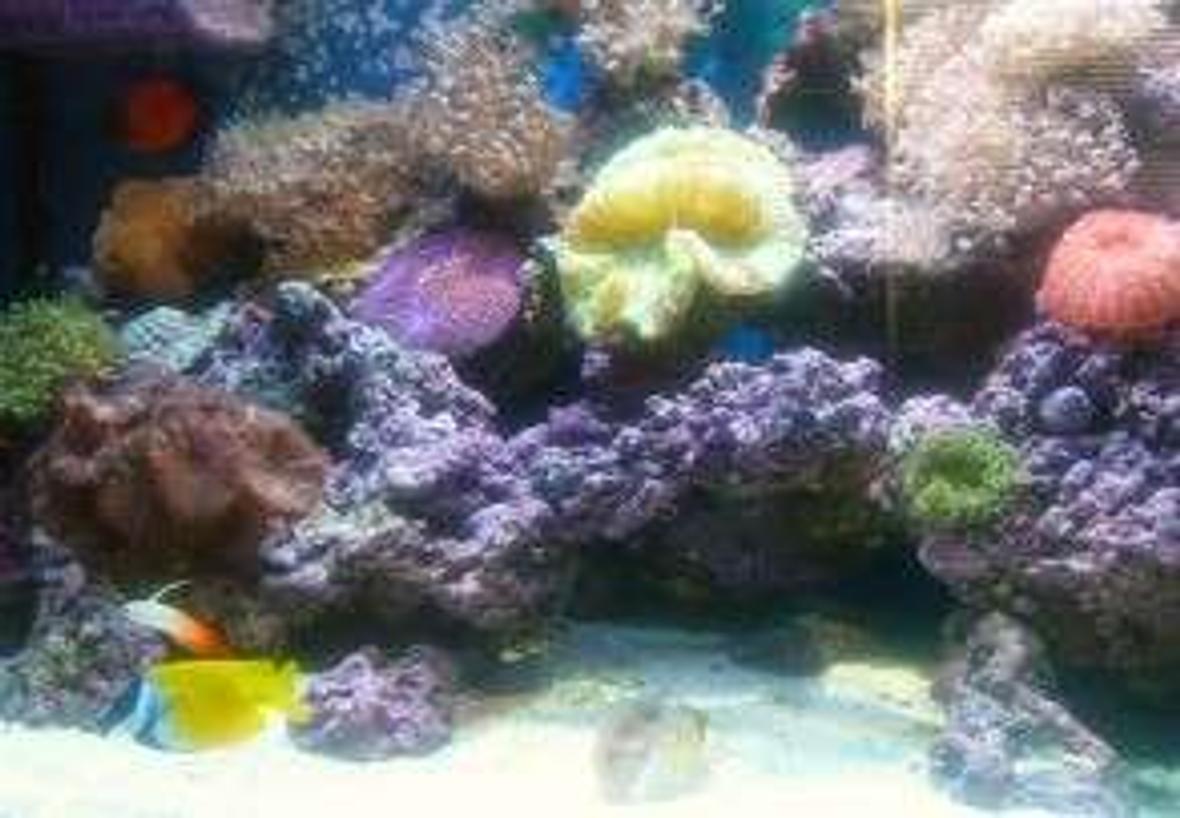 90 gallons reef tank (mostly live coral and fish) - 90 gal reef