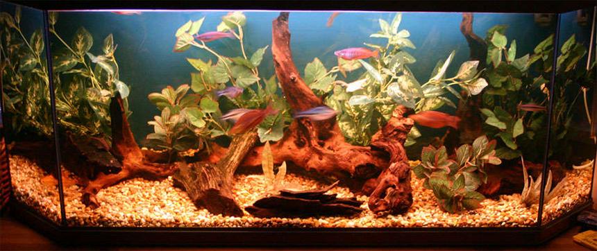 Rated #127: 40 Gallons Freshwater Fish Tank - my tank