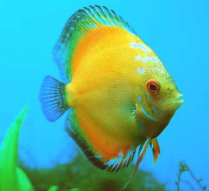 freshwater fish - yellow diamond discus stocking in 55 gallons tank - This is my Yellow Diamond Discus fish, Sunny.