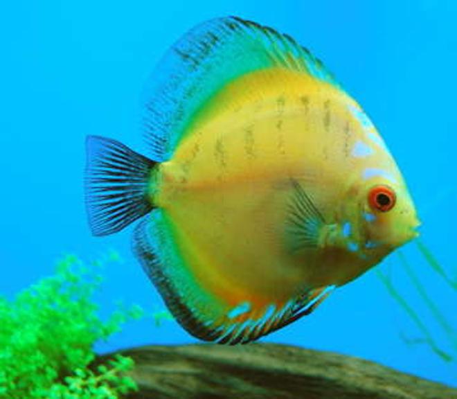 freshwater fish - symphysodon sp. - yellow marlboro discus stocking in 55 gallons tank - Banana Bus is a Morning Glory discus.