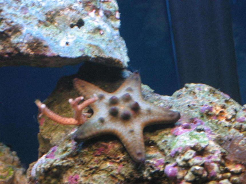 Rated #77: Corals Inverts - Protoreastor Nodosus - Chocolate Chip Starfish Stocking In 55 Gallons Tank - Chocolate Chip Starfish