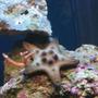 corals inverts - protoreastor nodosus - chocolate chip starfish stocking in 55 gallons tank - Chocolate Chip Starfish