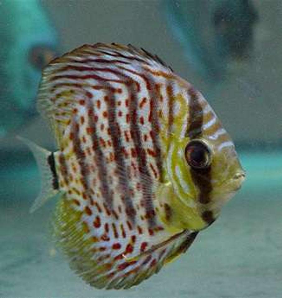 freshwater fish - symphysodon spp. - snakeskin discus stocking in 60 gallons tank - Leopard Skin
