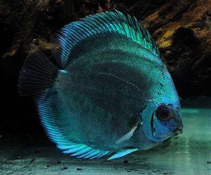 freshwater fish - symphysodon sp. - blue diamond discus stocking in 60 gallons tank - The Bluest Diamond