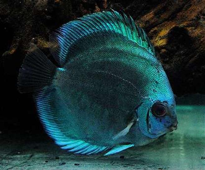 freshwater fish - symphysodon sp. - blue diamond discus stocking in 60 gallons tank - The Bluest Diamond