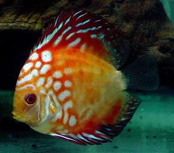 freshwater fish - symphysodon spp. - pigeon blood discus stocking in 60 gallons tank - Our Newest Pigeon Blood.. it caught our eye right away at the LFS