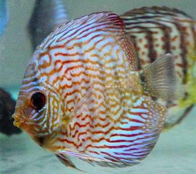 freshwater fish - symphysodon spp. - snakeskin discus stocking in 60 gallons tank - One of the New Snakeskin