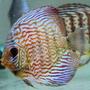 freshwater fish - symphysodon spp. - snakeskin discus stocking in 60 gallons tank - One of the New Snakeskin