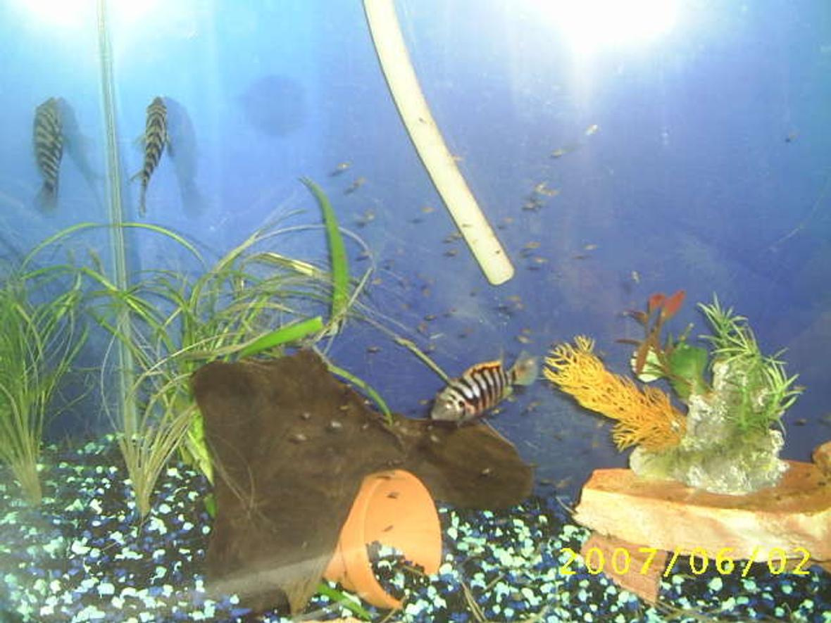 freshwater fish - archocentrus nigrofasciatus - black convict cichlid stocking in 50 gallons tank - Two adult convicts and their fry