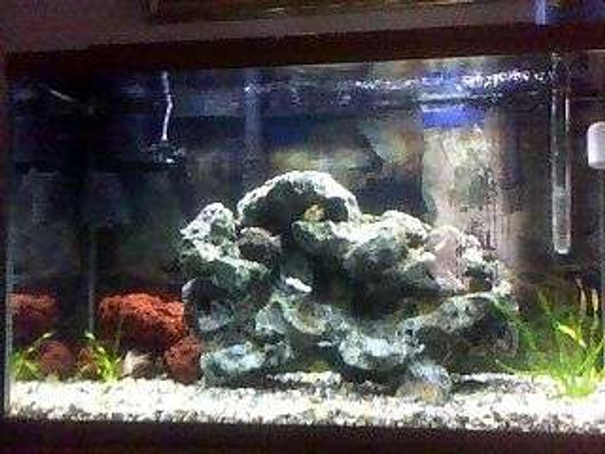Rated #400: 29 Gallons Freshwater Fish Tank - my dwarf chiclid tank