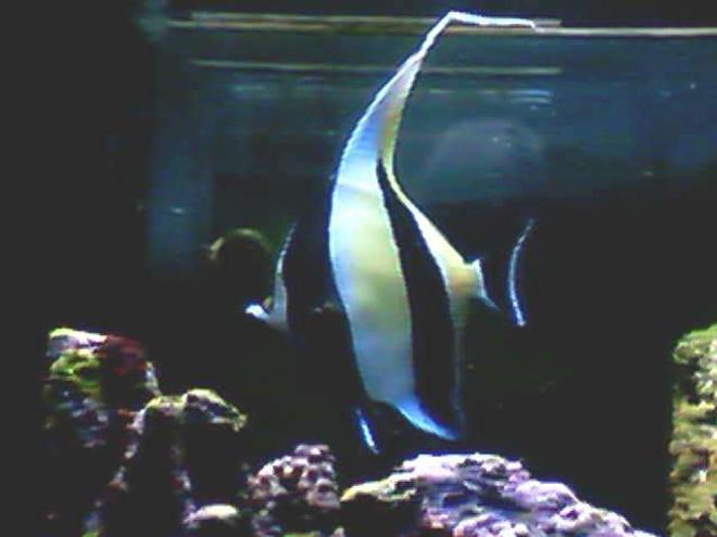 saltwater fish - zanclus canescens - moorish idol stocking in 60 gallons tank - my moorish idol eats anything but corals  this pic was taken on my cell phone thats why its not that good