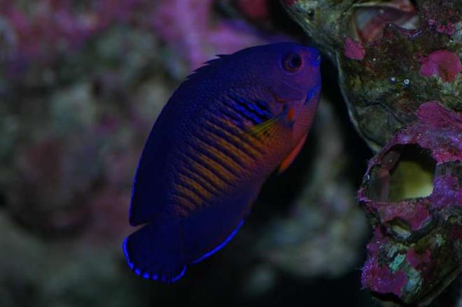 saltwater fish - centropyge bispinosa - coral beauty angelfish stocking in 120 gallons tank - Coral Beauty
