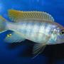 freshwater fish - metriaclima greshakei - ice blue red top zebra stocking in 135 gallons tank - male greshakei