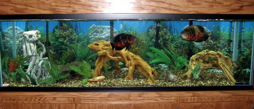Rated #84: 125 Gallons Freshwater Fish Tank - South American Cichlid Utopia