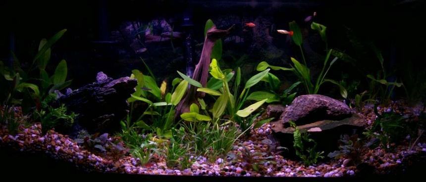 Rated #143: 55 Gallons Planted Tank - lots of plants 6 diffrent kinds
4 diffrent tetras (16 fish)
3 fancy guppys
2 catfish
love natural look! caves and uneven stones