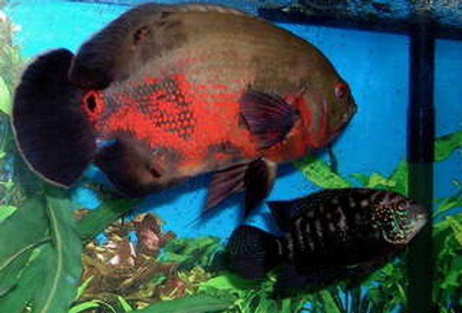 freshwater fish - astronotus ocellatus - tiger oscar stocking in 125 gallons tank - "Igor" the Tiger Oscar and "Wolfman" the Jack Dempsey