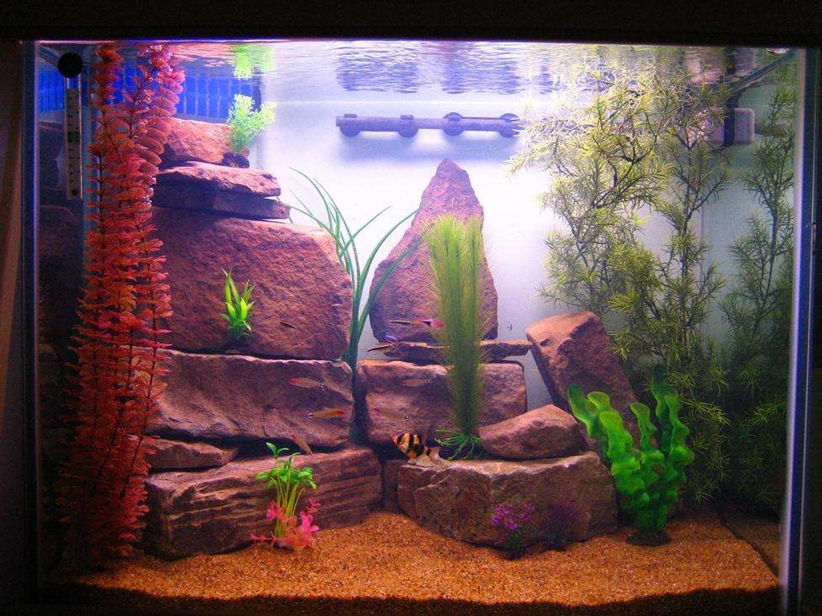 40 gallons freshwater fish tank (mostly fish and non-living decorations) - Freshwater tank