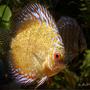 freshwater fish - symphysodon sp. - golden phoenix discus stocking in 180 gallons tank - Golden Phoenix Discus, about 2 years old.
