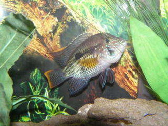 freshwater fish - aequidens rivulatus - green terror stocking in 125 gallons tank - green terror guarding her eggs